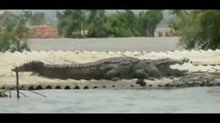 Viral video: Crocodile on roof of submerged house in flood-hit Karnataka