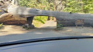 Tunnel Log - Sequoia National Park #shorts