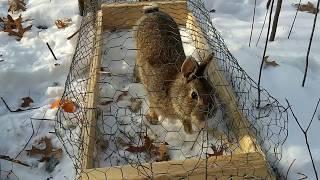 Catching Rabbits With a Simple Homemade Trap