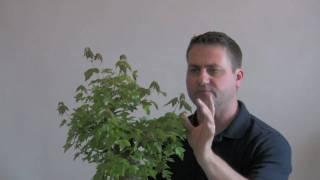 How to Bonsai - Reduce Leaf Size
