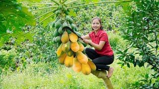 Papaya garden harvested for sale at the market Cooking  | Gardening  Minh Daily Harvesting