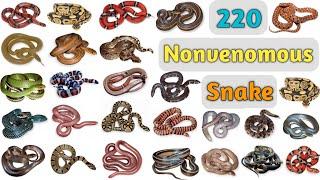 Nonvenomous Snake Vocabulary ll 220 Nonvenomous Snakes Name In English With Pictures ll Snakes List