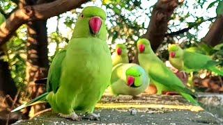 Funny Talking Ringneck Parrot Sound eating Bread Parrot Calling Sound, Pigeon & Squirrel compilation