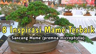 Inilah 8 Bonsai Sancang Mame Inspirasi Terbaik (premna microphylla)