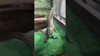 Baby crocodile looks adorable when it stands up