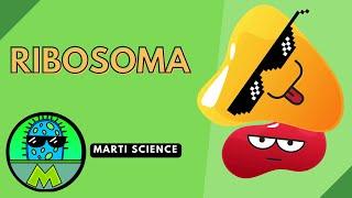 ¿Que son los Ribosomas? | RIbosomas