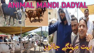 Youtuber Saqib Nawaz Kashmiri Ny Dadyal Mandi Se Bakra Khareed Liya