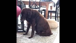 Dog Produces Some Impressively Loud Flatulence