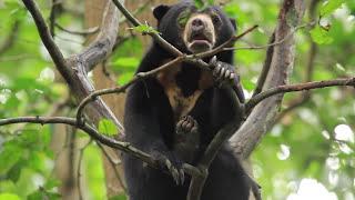 Bornean Sun Bear Conservation Centre Welcomes You! | BSBCC