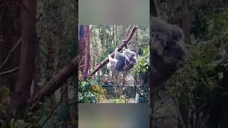 Koala ने baby koala की help की!#koala#wildlife#shorts