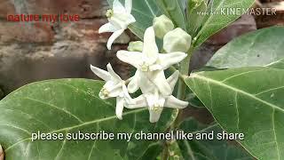 How to grow shwetark(श्वेत आर्क,मदार) full information for plant(calotropis gigante)