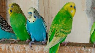 3 Hr Budgies Chirping Talking Singing Parakeets Sounds Reduce Stress , Relax to Nature Bird Sounds