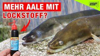 Aal-Challenge: Lockstoff vs. Natur | mit Tauwurm auf Aal am Kanal | Tipps und Tricks zum Aalangeln