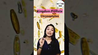 NEET 2025 🩺 Quick revision  Chrysophytes - Kingdom Protista | Biological Classification class 11