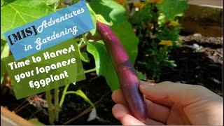 When & How to Harvest Japanese Eggplant