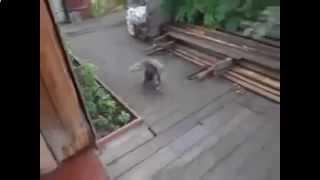 Собака показывает трюки с котом напару))) Весело&dog and cat funny triks