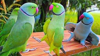 Funny Parrot Talking Video | Mithu Mithu