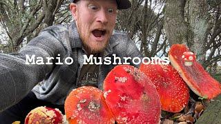 How to safely prepare the fly agaric (Amanita muscaria) as an edible mushroom 