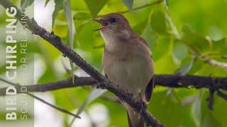 Birds Singing - 24 Hours Relaxing Birds, Soft Nature Sounds, Chirping Birds