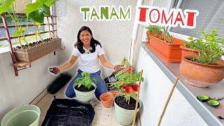 DAY 4 - BERKEBUN DI JERMAN / TANAM TOMAT