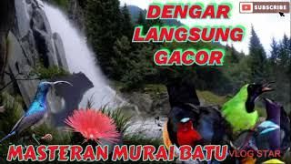 MASTERAN BURUNG KICAU FULL ISIAN