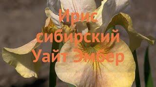 Ирис сибирский Уайт Эмбер (iris sibirica uayt-ember)  обзор: как сажать, луковицы ириса Уайт Эмбер