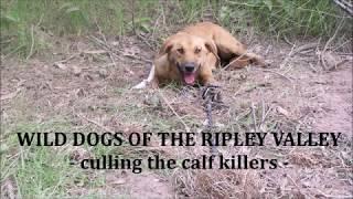 Wild dogs of the Ripley Valley - culling the calf killers