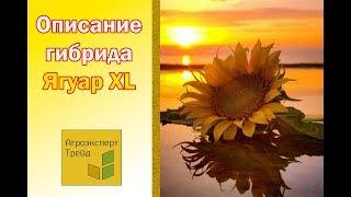 Подсолнечник Ягуар XL , описание гибрида  - семена в Украине