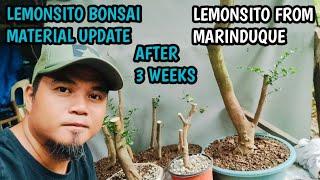 LEMONSITO BONSAI MATERIAL UPDATE AFTER 3 WEEKS! LEMONSITO FROM MARINDUQUE 🫰