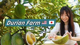 This Japanese Girl knows DURIAN more than the locals !? - DURIAN FARM in Bentong Pahang