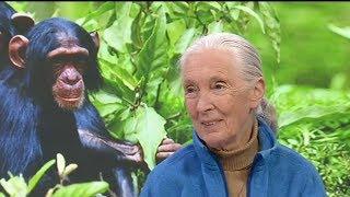 Icon: The Life of Jane Goodall