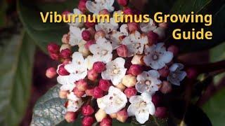 Viburnum tinus Growing Guide