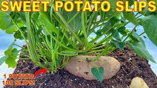 Turn ONE Sweet Potato Into 100 LBS Of Sweet Potatoes By Growing SWEET POTATO SLIPS! [Complete Guide]