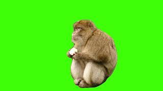 Monkey Green screen {Wednesday, 17 August 2022}