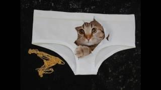 Cat Face Panties, Сat Panties, Pussycat Panties , Kitty Panties, Sexy Panties.