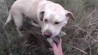 Охота на перепела. Охота на перепела с лабрадором. Hunting on has sung with Labrador Retriever.