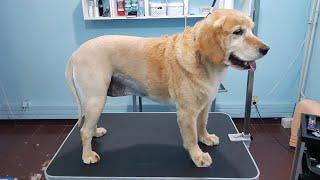 Shaving A Golden Retriever