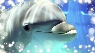 Звуки пеcни дельфинов  для проведения дельфинотерапии (БЕЗ музыки!) - Dolphins sounds and noises