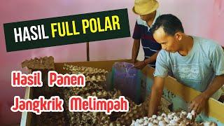 Review Polar Pakan Penggemuk Jangkrik