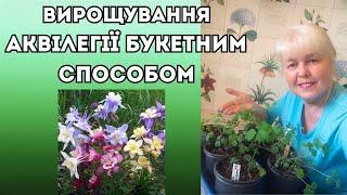 Формування розсади аквілегії букетним способом / Вирощуємо міцну розсаду