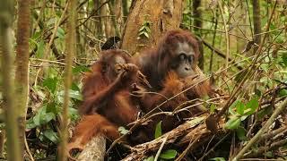 Thank from Borneo Nature Foundation