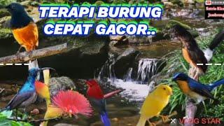 TERAPI BURUNG CEPAT GACORR