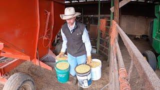 Weather man wrong again & farm fitness gymnastics!