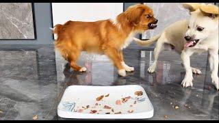 Funny Puppies Food Review Videos  Petify TV Dogs Series 7  Petify TV puppies food review 2024