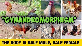 Gynandromorphism: Half-Male, Half-Female Chicken!