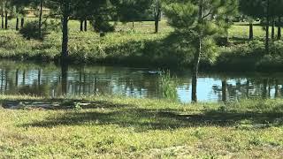 River Otters swimming in our pond. Southeast Louisiana