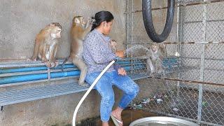 Adorable Kako Family Playing Water In Large Bowl