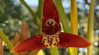 maxillaria tenuifolia , максиллярия тенуифолия , орхидеи в доме.