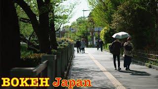 Bokeh Jalan Jepang - Hijau segar di awal musim panas di kota di Tokyo