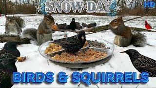 ️Snow Day️ Cat & Dog TV | 10 Hours Uninterrupted Birds & Squirrels ️| Background Entertainment